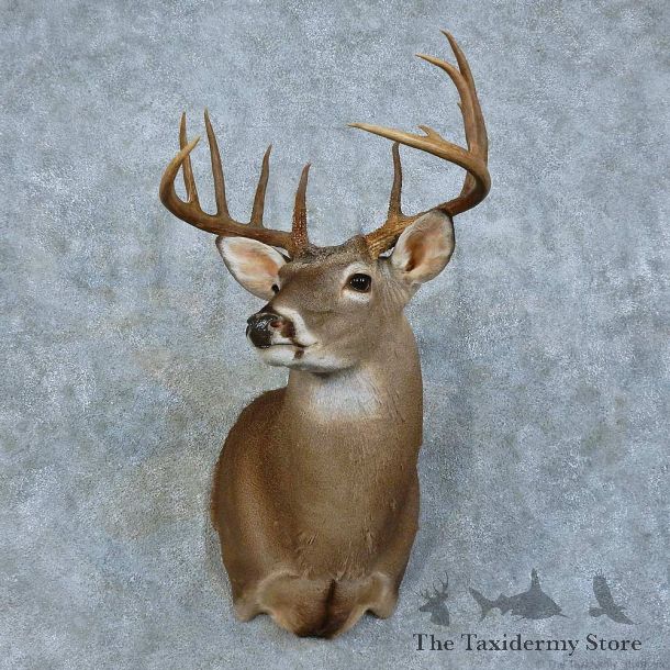 Whitetail Deer Shoulder Mount For Sale #15790 @ The Taxidermy Store