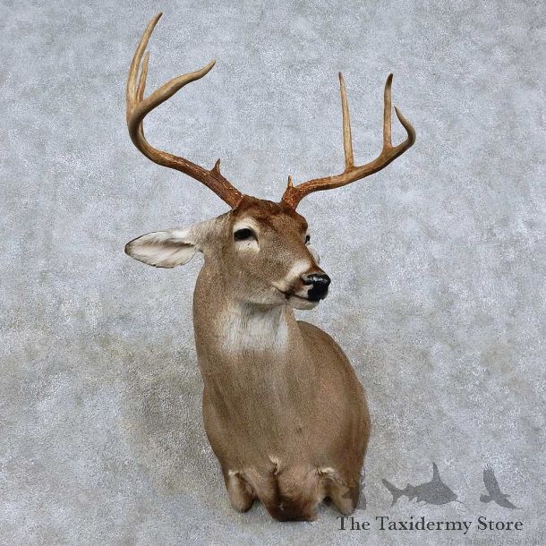 Whitetail Deer Shoulder Mount For Sale #15810 @ The Taxidermy Store