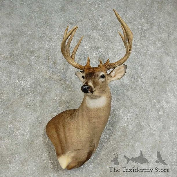 Whitetail Deer Shoulder Mount For Sale #15872 @ The Taxidermy Store