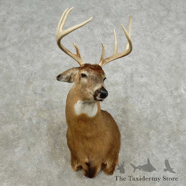 Whitetail Deer Shoulder Mount For Sale #15879 @ The Taxidermy Store