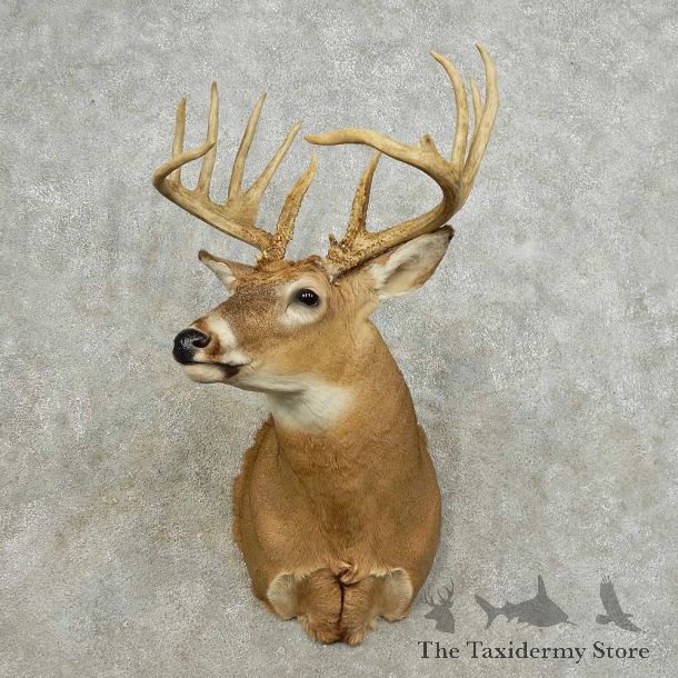 Whitetail Deer Shoulder Mount For Sale #15882 @ The Taxidermy Store