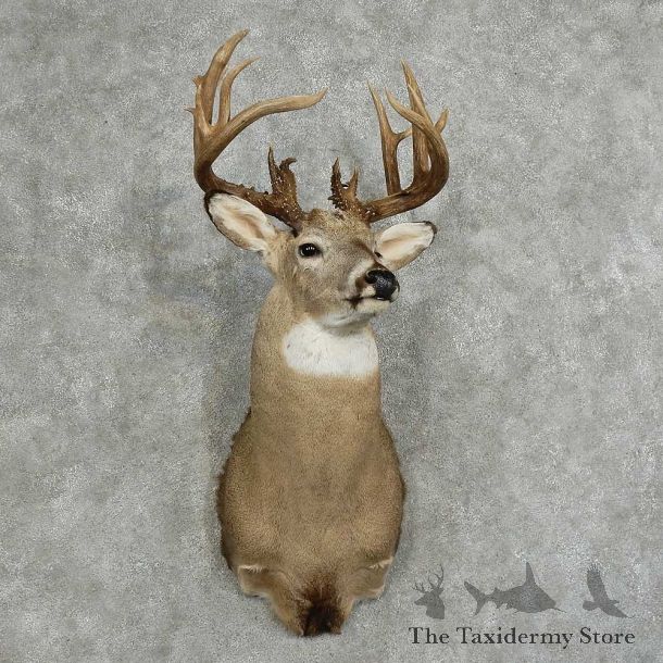 Whitetail Deer Shoulder Mount For Sale #16071 @ The Taxidermy Store