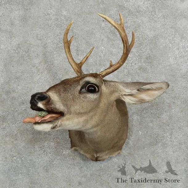 Whitetail Deer Shoulder Mount For Sale #16072 @ The Taxidermy Store
