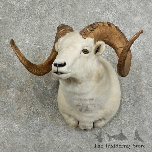 Dall Sheep Shoulder Mount For Sale #16074 @ The Taxidermy Store