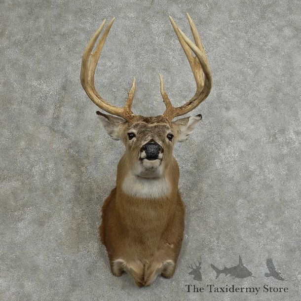 Whitetail Deer Shoulder Mount For Sale #16075 @ The Taxidermy Store