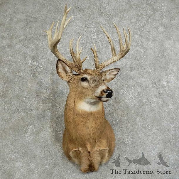 Whitetail Deer Shoulder Mount For Sale #16078 @ The Taxidermy Store