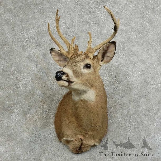 Whitetail Deer Shoulder Mount For Sale #16083 @ The Taxidermy Store