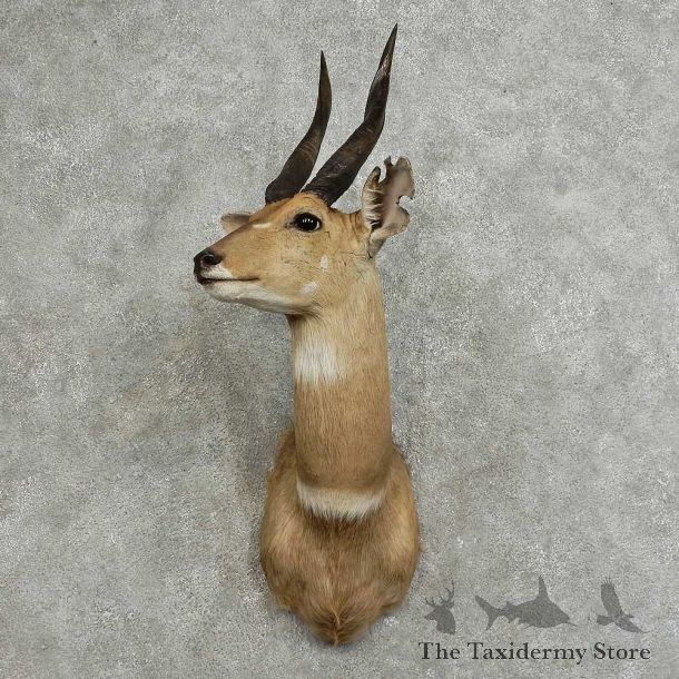 Cape Bushbuck Shoulder Mount For Sale #16085 @ The Taxidermy Store
