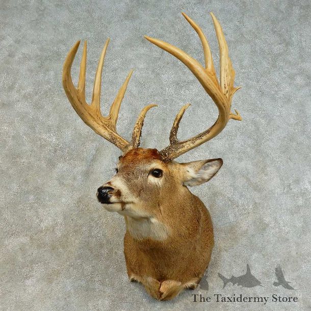 Whitetail Deer Shoulder Mount For Sale #16381 @ The Taxidermy Store
