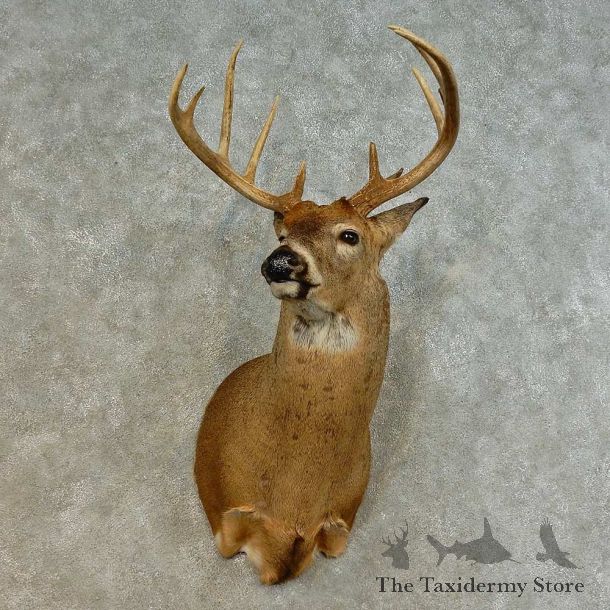 Whitetail Deer Shoulder Mount For Sale #16478 @ The Taxidermy Store