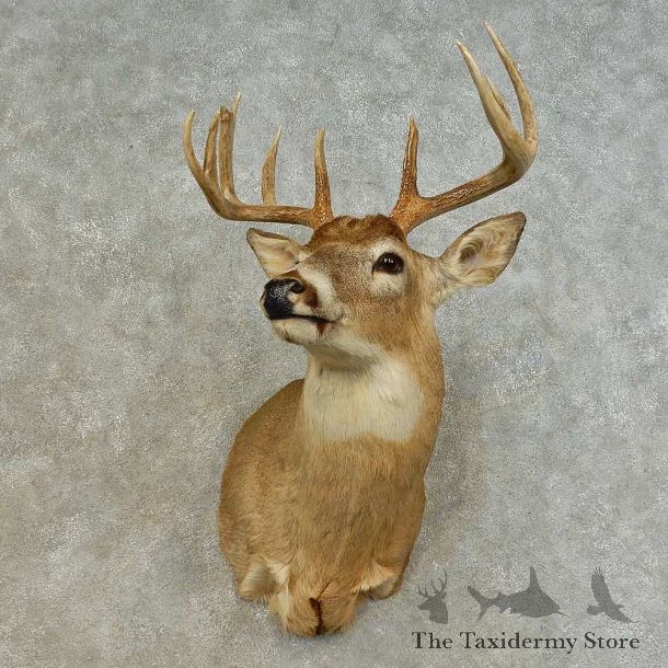 Whitetail Deer Shoulder Mount For Sale #16479 @ The Taxidermy Store