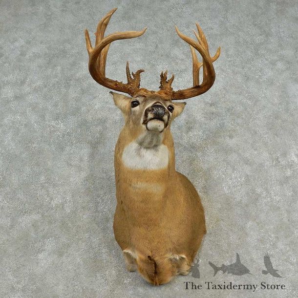Whitetail Deer Shoulder Mount For Sale #16575 @ The Taxidermy Store