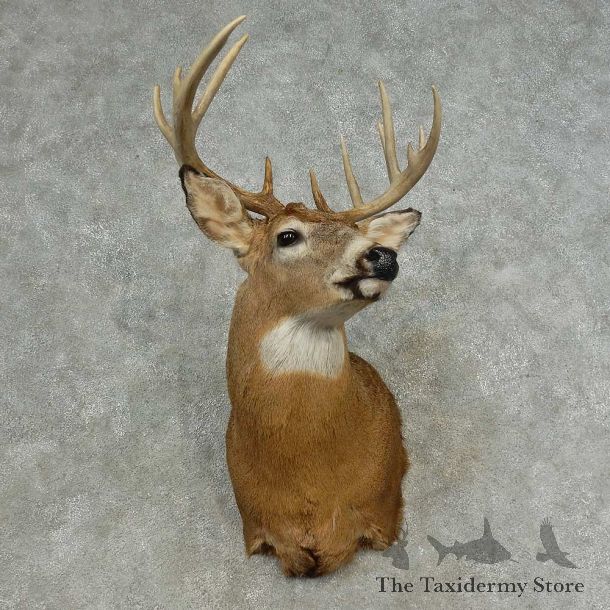 Whitetail Deer Shoulder Mount For Sale #16636 @ The Taxidermy Store