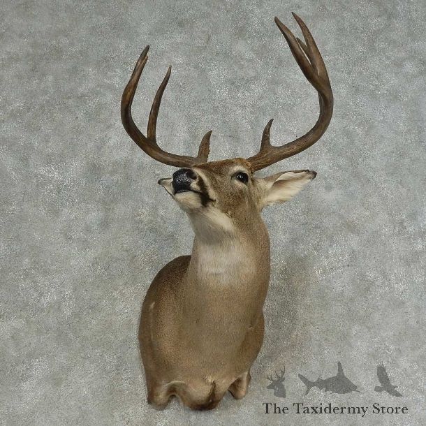 Whitetail Deer Shoulder Mount For Sale #16638 @ The Taxidermy Store