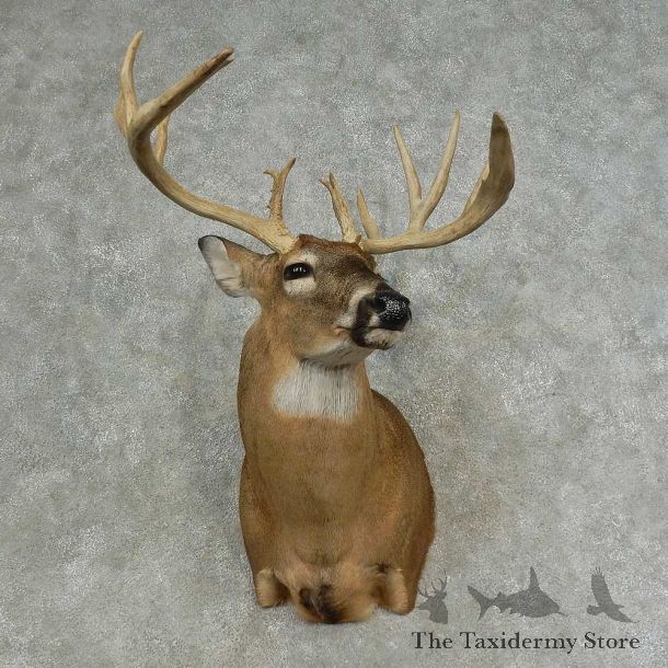 Whitetail Deer Shoulder Mount For Sale #16639 @ The Taxidermy Store