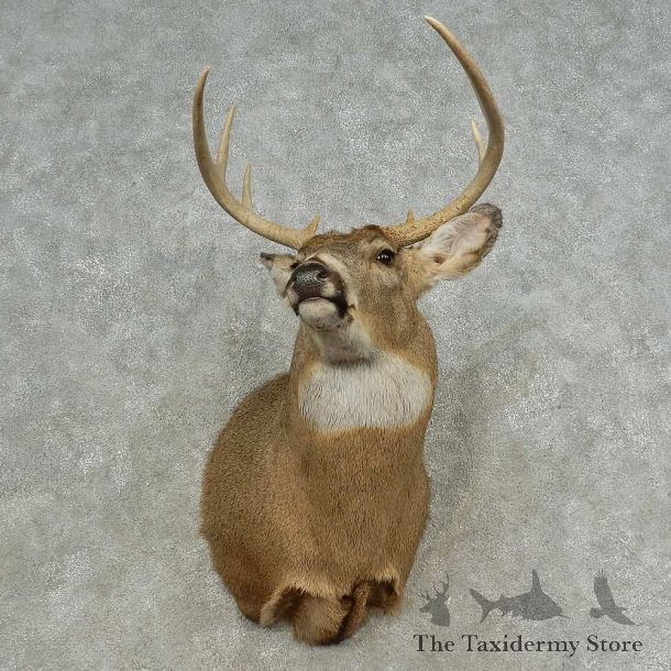 Whitetail Deer Shoulder Mount For Sale #16658 @ The Taxidermy Store