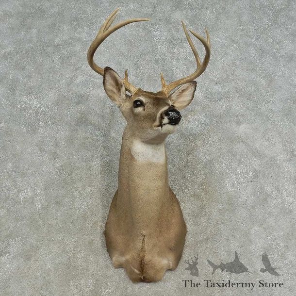 Whitetail Deer Shoulder Mount For Sale #16659 @ The Taxidermy Store