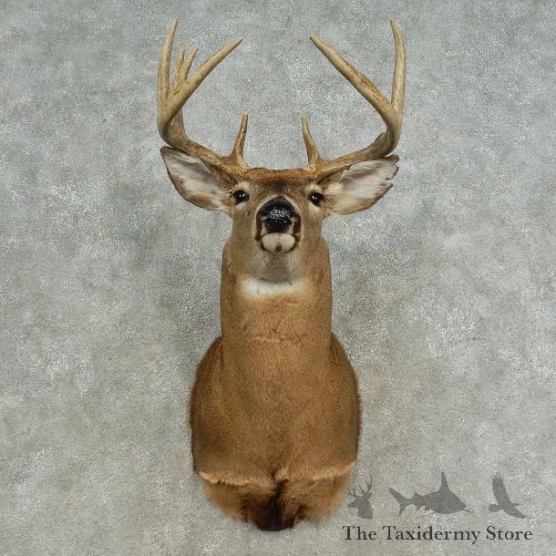 Whitetail Deer Shoulder Mount For Sale #16661 @ The Taxidermy Store