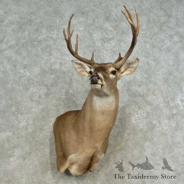 Whitetail Deer Shoulder Mount For Sale #16662 @ The Taxidermy Store