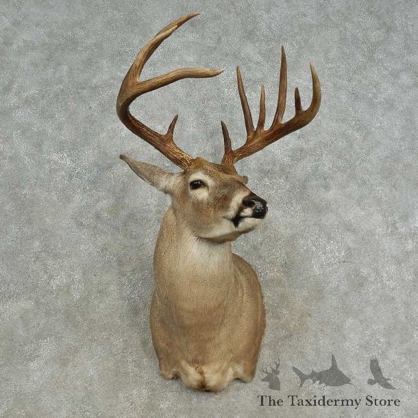 Whitetail Deer Shoulder Mount For Sale #16663 @ The Taxidermy Store