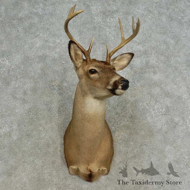 Whitetail Deer Shoulder Mount For Sale #16664 @ The Taxidermy Store