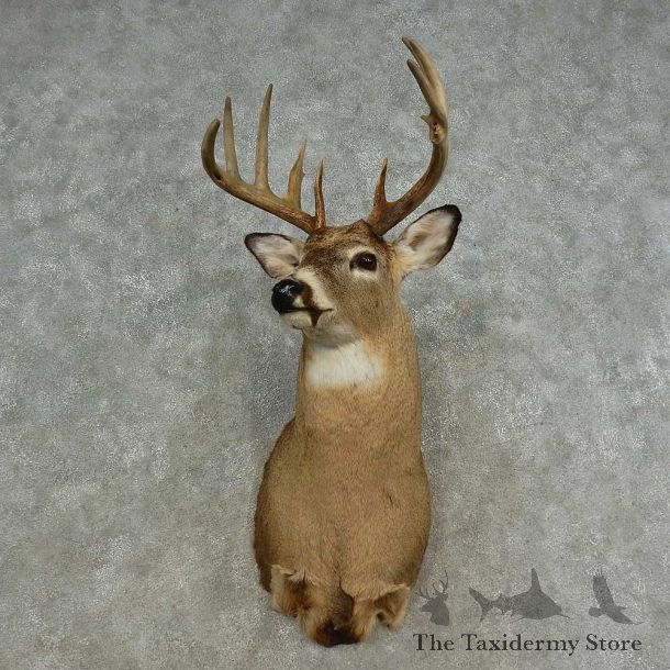 Whitetail Deer Shoulder Mount For Sale #16665 @ The Taxidermy Store