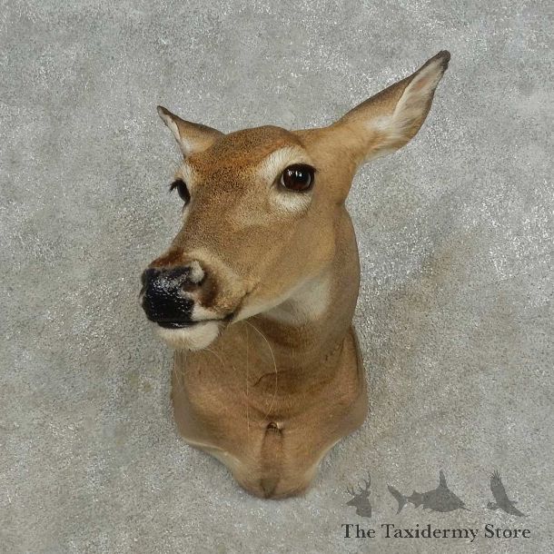 Whitetail Deer Doe Shoulder Mount For Sale #16666 @ The Taxidermy Store
