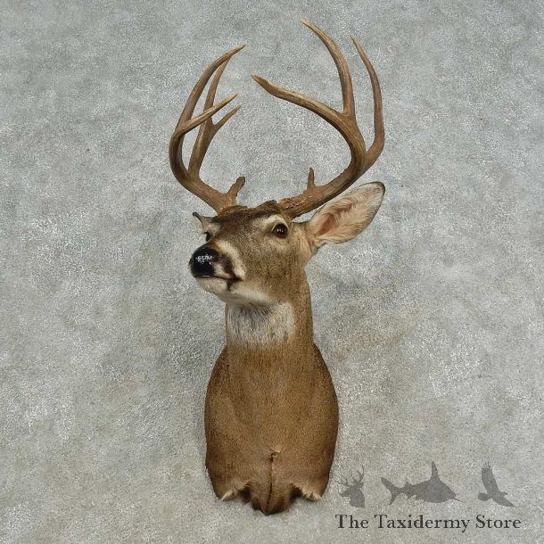 Whitetail Deer Shoulder Mount For Sale #16680 @ The Taxidermy Store