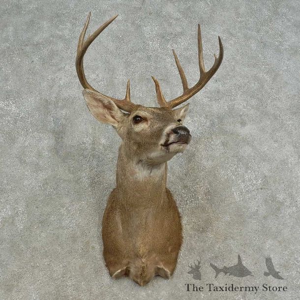 Whitetail Deer Shoulder Mount For Sale #16684 @ The Taxidermy Store