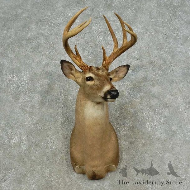 Whitetail Deer Shoulder Mount For Sale #16706 @ The Taxidermy Store