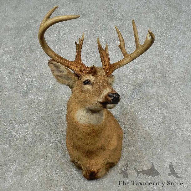Whitetail Deer Shoulder Mount For Sale #16707 @ The Taxidermy Store