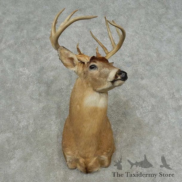 Whitetail Deer Shoulder Mount For Sale #16708 @ The Taxidermy Store