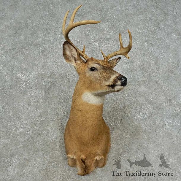 Whitetail Deer Shoulder Mount For Sale #16712 @ The Taxidermy Store