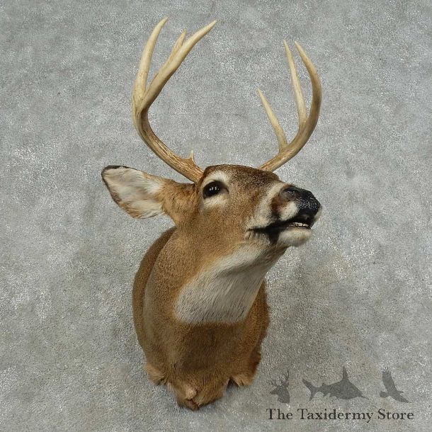 Whitetail Deer Shoulder Mount For Sale #16713 @ The Taxidermy Store