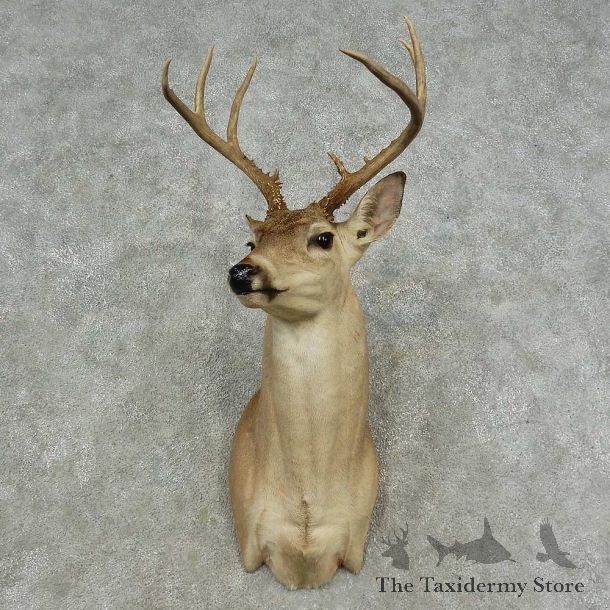 Whitetail Deer Shoulder Mount For Sale #16714 @ The Taxidermy Store