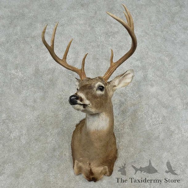 Whitetail Deer Shoulder Mount For Sale #16726 @ The Taxidermy Store