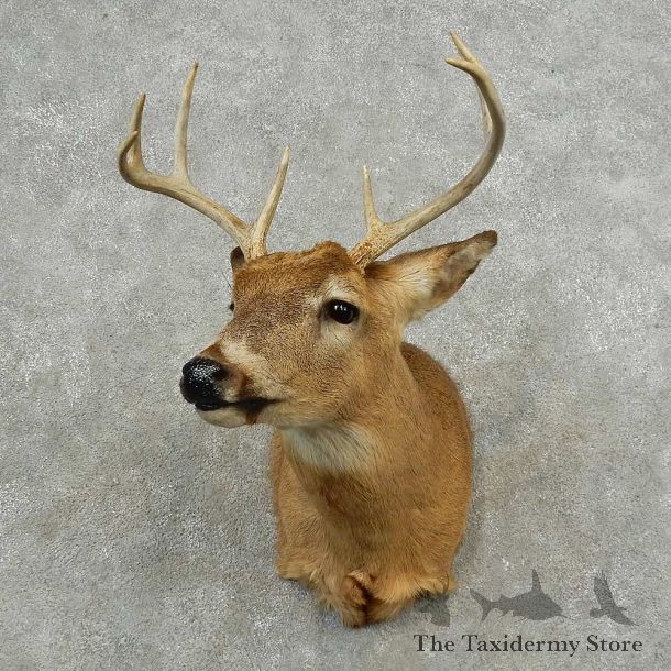 Whitetail Deer Shoulder Mount For Sale #16764 @ The Taxidermy Store
