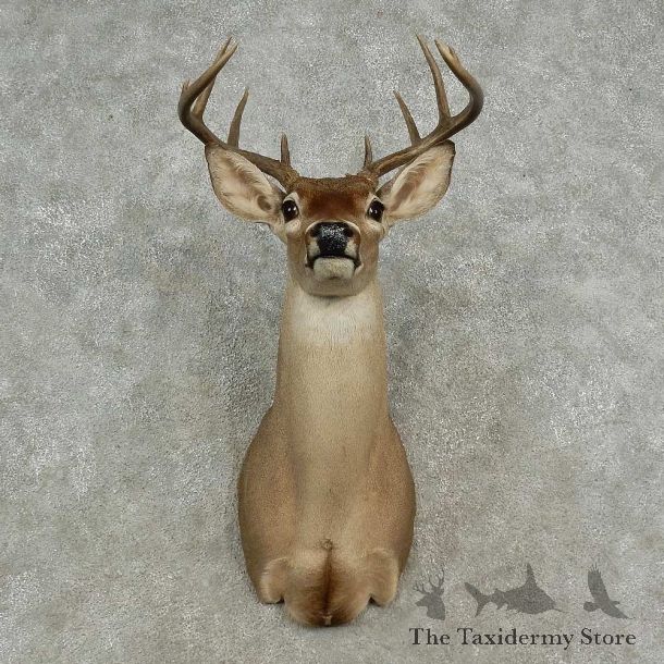 Whitetail Deer Shoulder Mount For Sale #16959 @ The Taxidermy Store