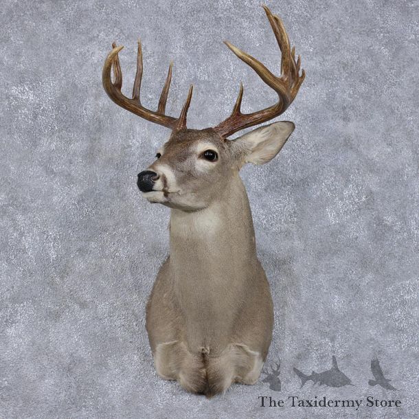 Whitetail Deer Shoulder Taxidermy Head Mount #12490 For Sale @ The Taxidermy Store