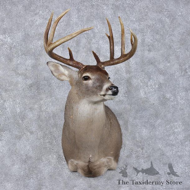 Whitetail Deer Shoulder Taxidermy Head Mount #12491 For Sale @ The Taxidermy Store