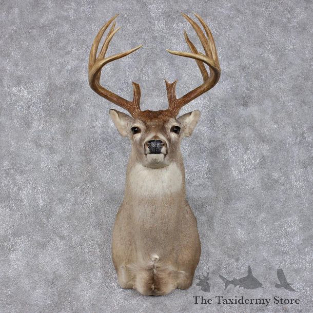 Whitetail Deer Shoulder Taxidermy Head Mount #12493 For Sale @ The Taxidermy Store