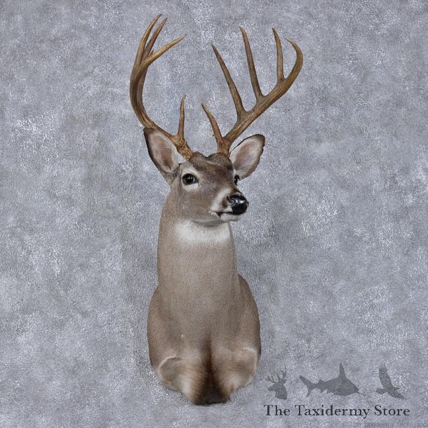 Whitetail Deer Shoulder Taxidermy Head Mount #12494 For Sale @ The Taxidermy Store