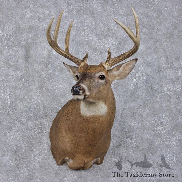 Whitetail Deer Shoulder Taxidermy Head Mount #12495 For Sale @ The Taxidermy Store