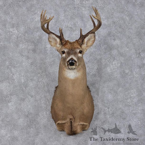 Whitetail Deer Shoulder Taxidermy Head Mount #12496 For Sale @ The Taxidermy Store