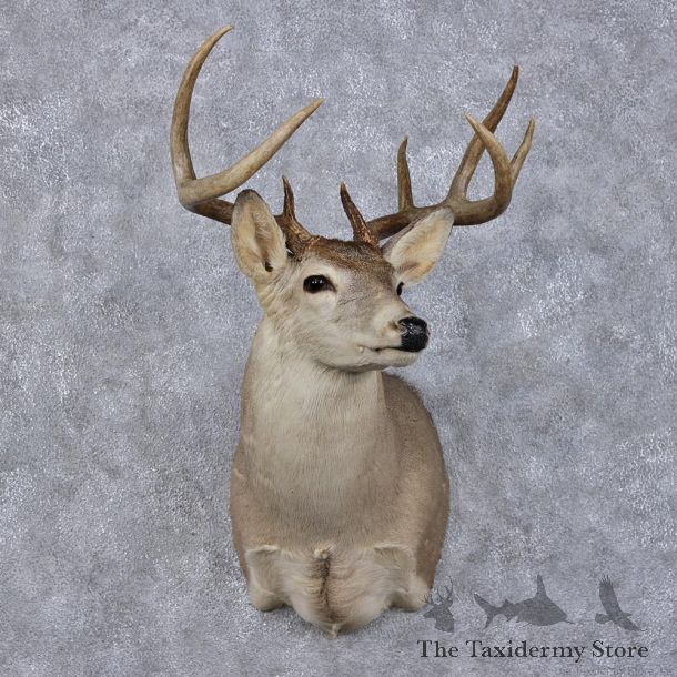 Whitetail Deer Shoulder Taxidermy Head Mount #12497 For Sale @ The Taxidermy Store