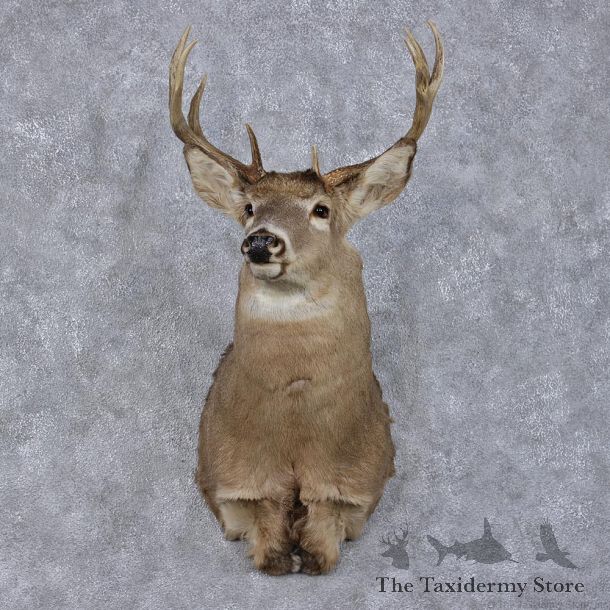 Whitetail Deer Shoulder Taxidermy Head Mount #12498 For Sale @ The Taxidermy Store