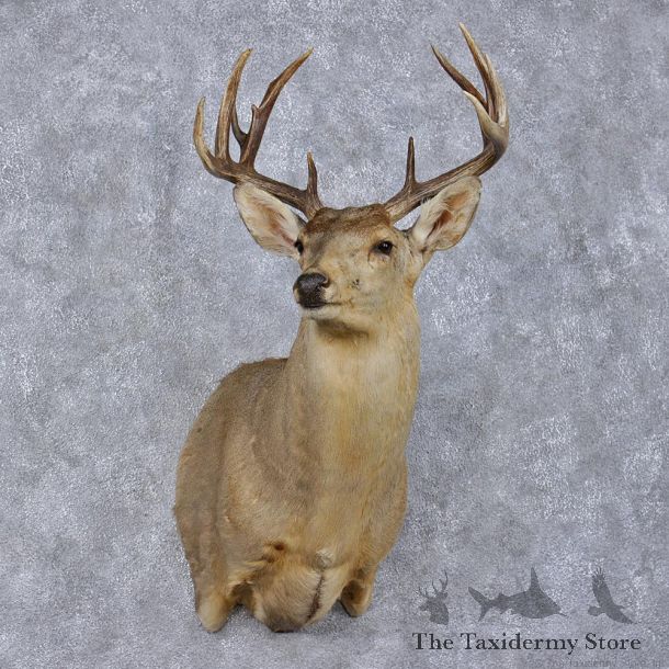 Whitetail Deer Shoulder Taxidermy Head Mount #12501 For Sale @ The Taxidermy Store