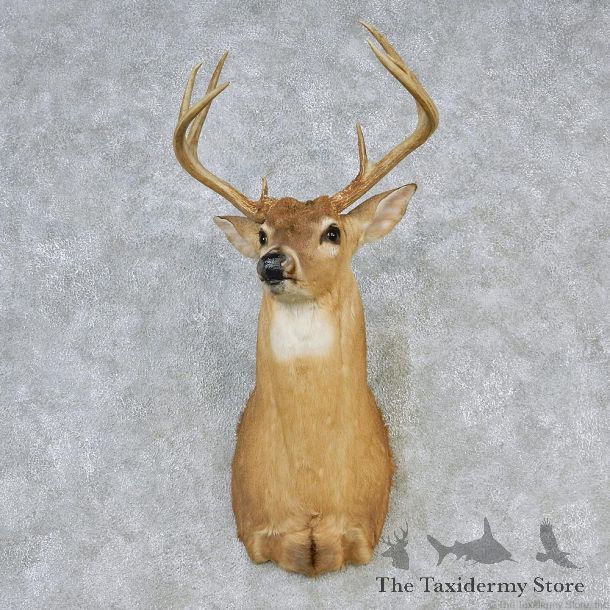 Whitetail Deer Shoulder Taxidermy Head Mount #12631 For Sale @ The Taxidermy Store