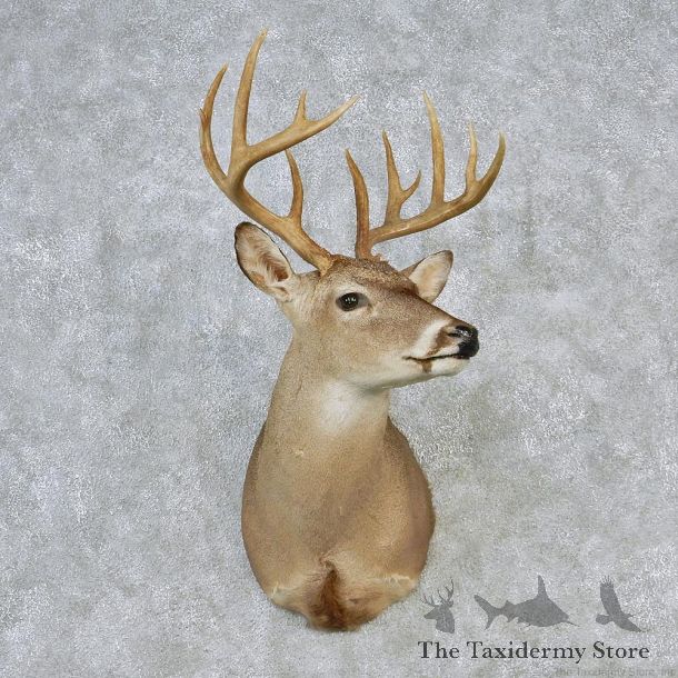 Whitetail Deer Shoulder Taxidermy Head Mount #12633 For Sale @ The Taxidermy Store