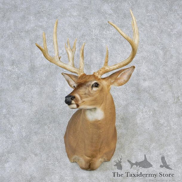 Whitetail Deer Shoulder Taxidermy Head Mount #12634 For Sale @ The Taxidermy Store